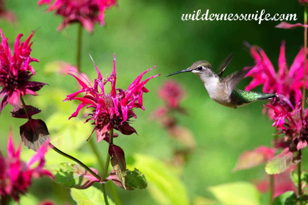 Female ruby-throated hummingbird in a backyard garden of bee balm.