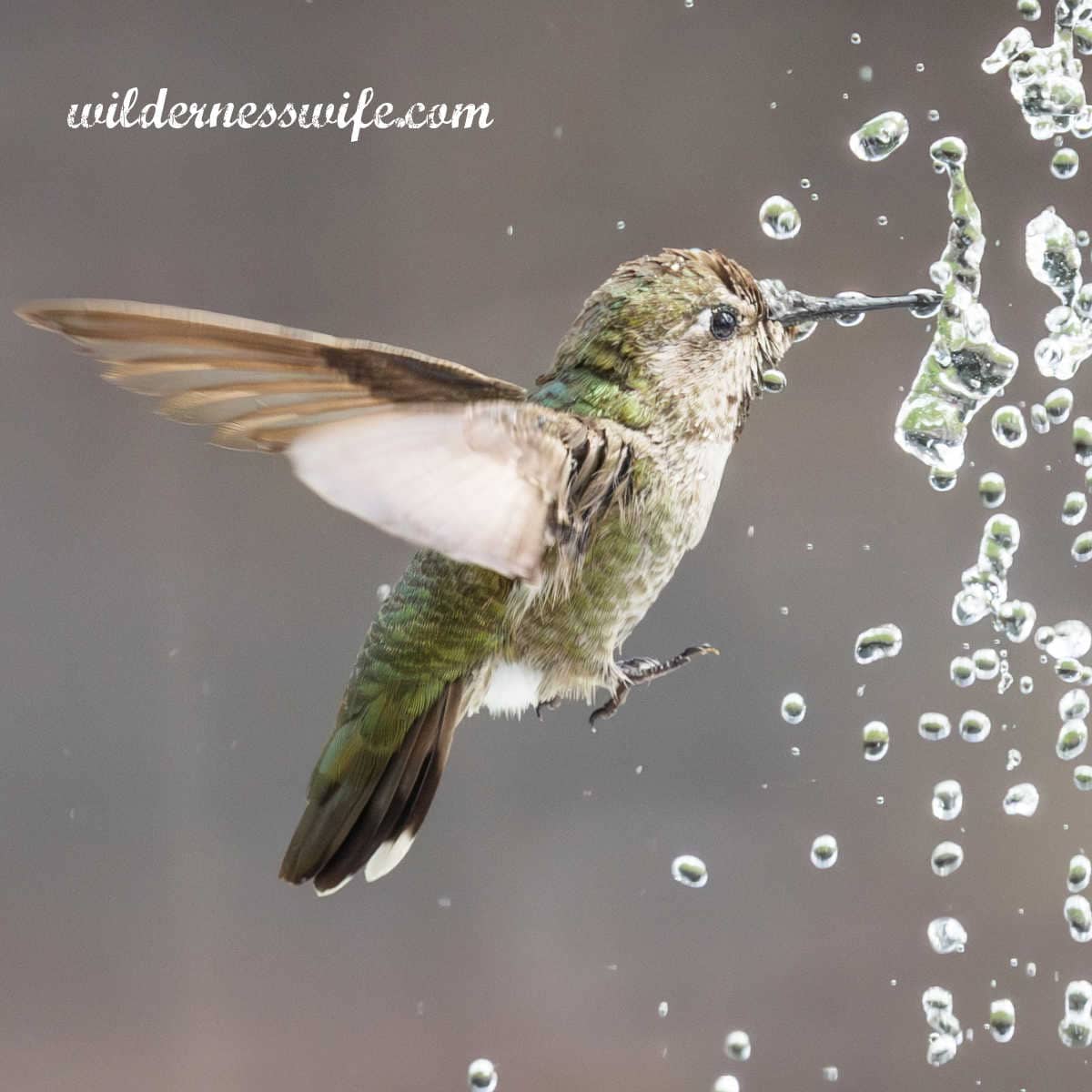 Hummingbird bathing in a fountain in a hummingbird garden
