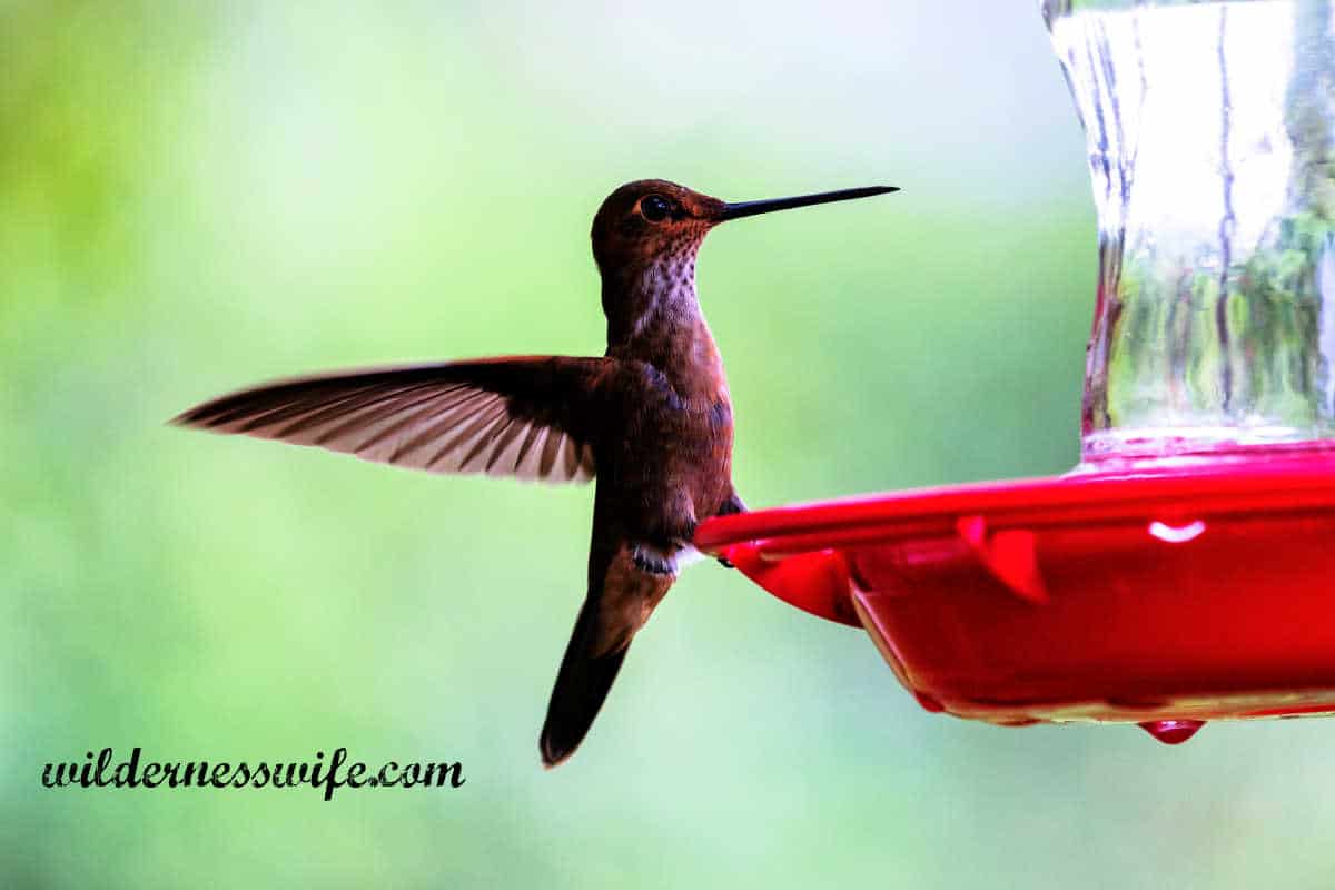 Male hummingbird at a feeder in backyard.