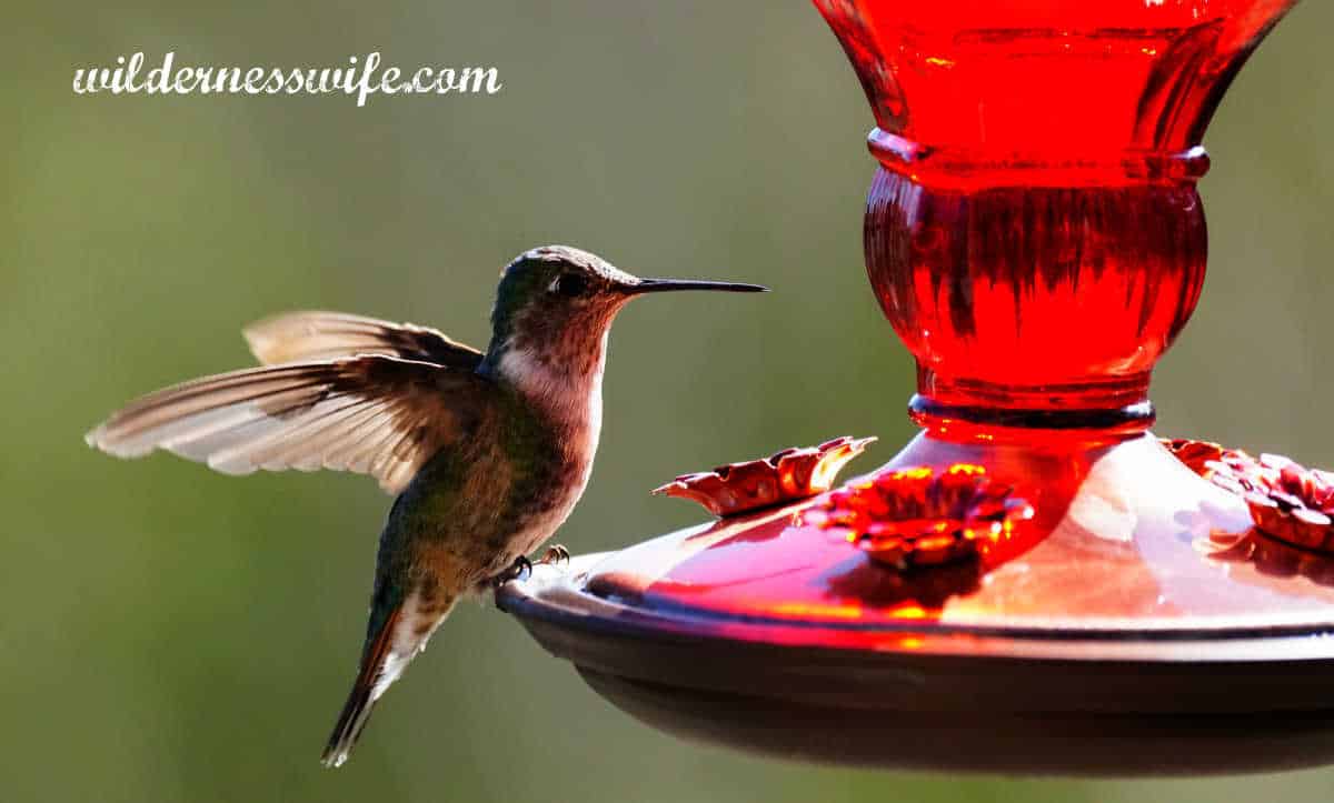 Hummingbird perched on a glass feeder