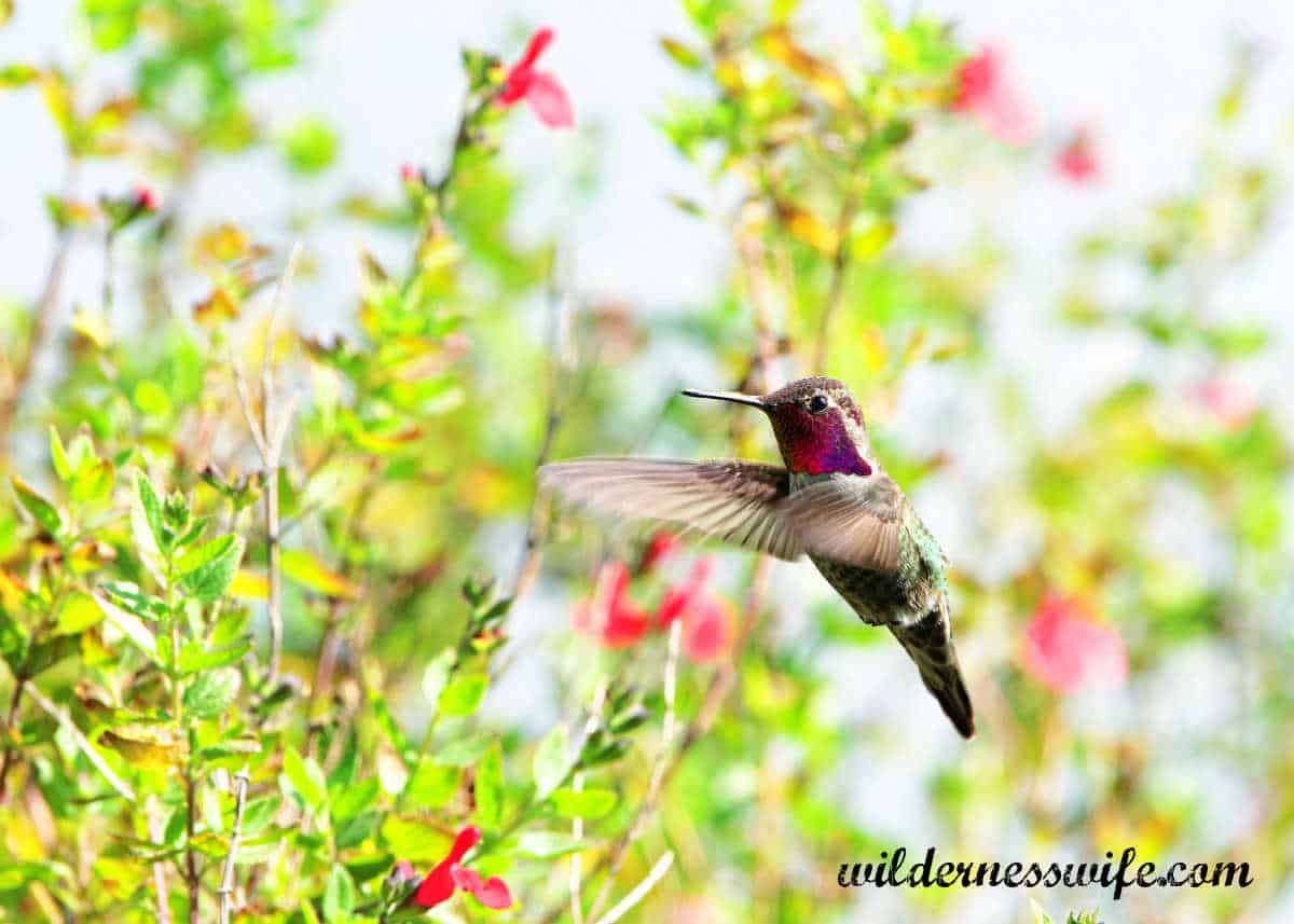 Male ruby-throated hummingbird hovering while feeding in a garden crimson honeysuckle.