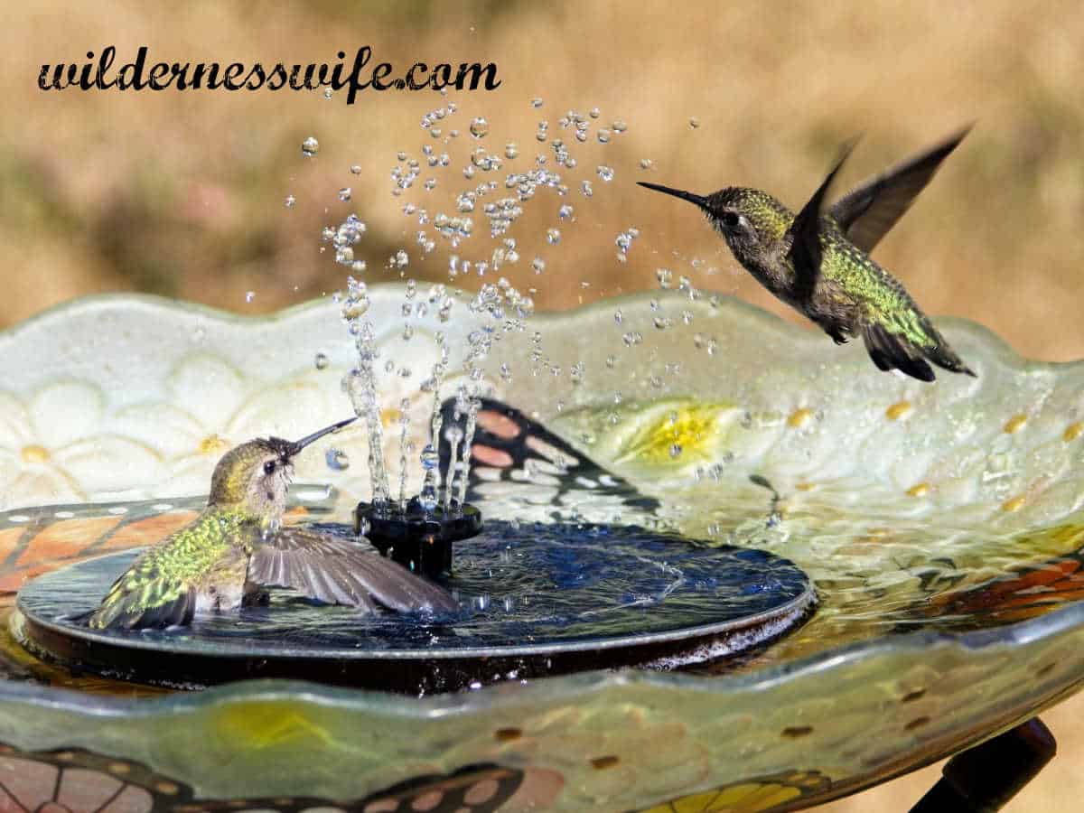 2 Hummingbirds playing in a birdbath fountain