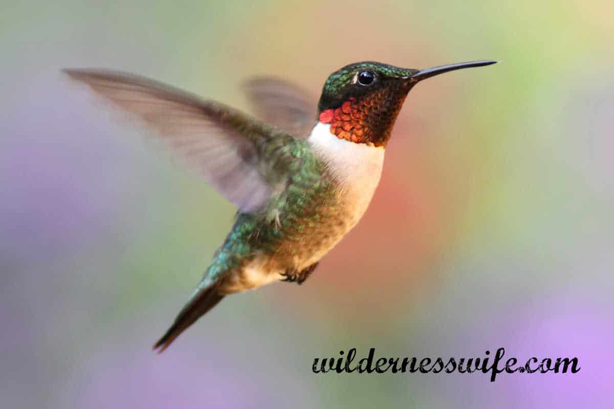 Male ruby throated hummingbird in flight