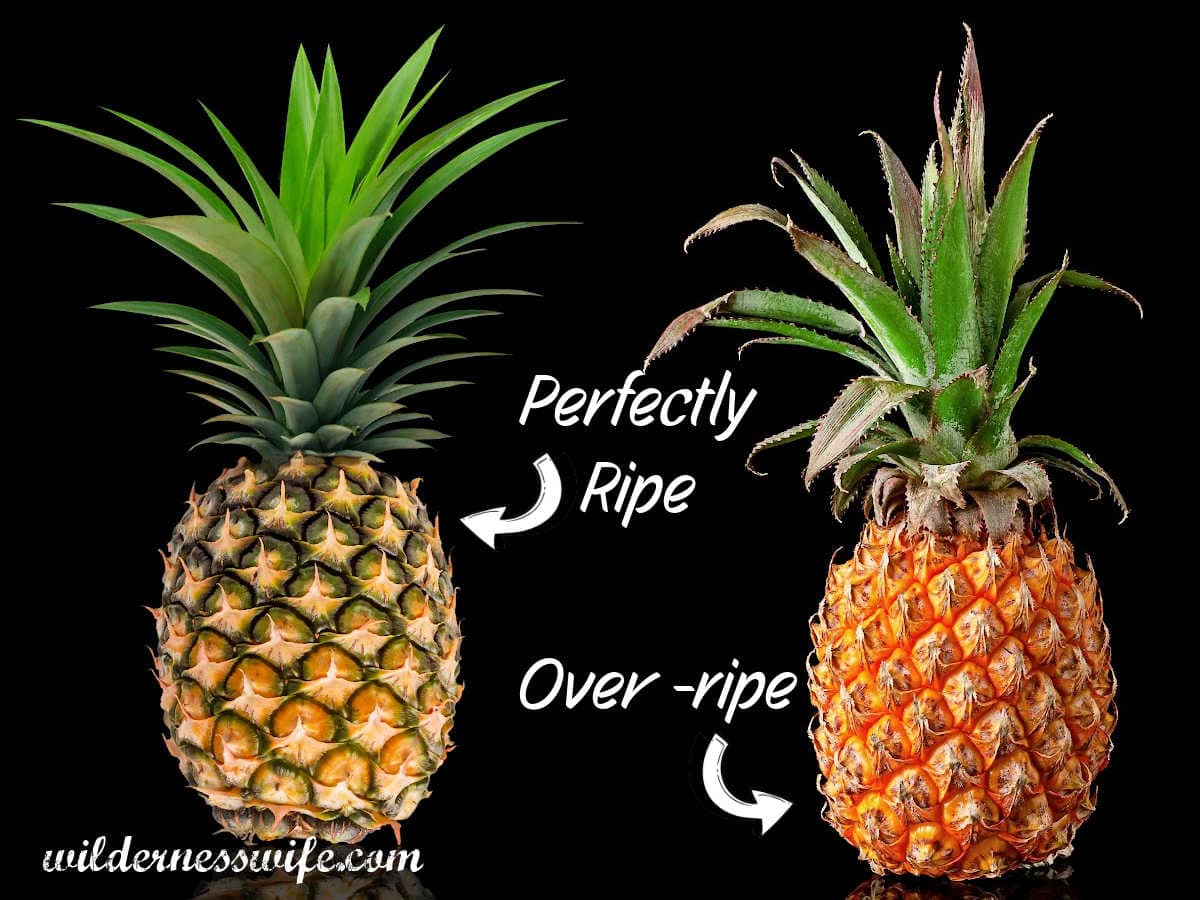Two fresh pineapples with one at perfect ripeness and one over-ripe showing how to pick a perfect pineapple.